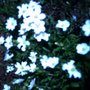 Sandwort planted June 2008 (Arenaria montana)