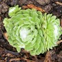 Sempervivum arachnoideum