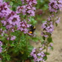 Thymus pulegioides