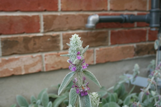 A garden flower photo