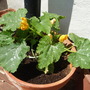 Courgettes