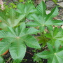 Ricinus