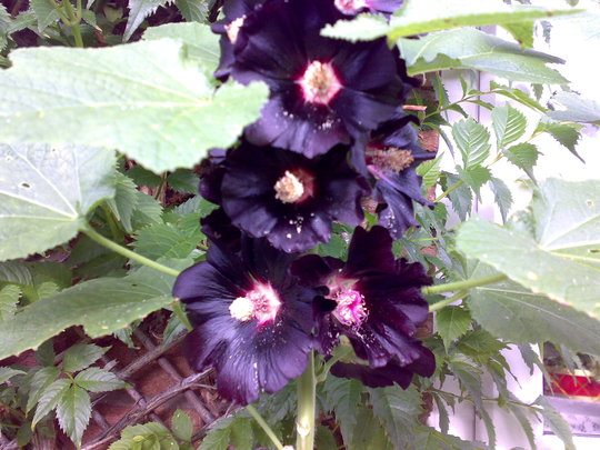 Black Hollyhock