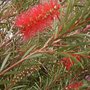 Callistemon (Bottle Brush) July 13th 2008 (Callistemon citrinus (Bottle brush))