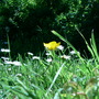 Ranunculus aconitifolius