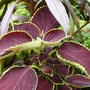 Garden__july__14th__2008