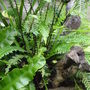 Ferns near the wildlife pond. July 14th 2008. (Blechnum spicant ( Ladder fern or Hard fern))