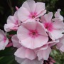 Phlox paniculata
