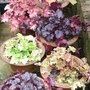 Heucheras
