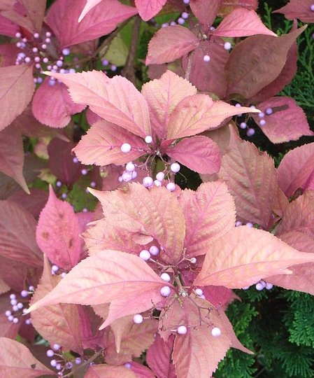 Callicarpa dichotoma (Callicarpa dichotoma)