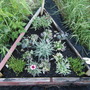pink SW bed 