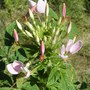 Cleome