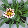 first gazania (Gazania rigens (Gazania Daybreak Mix))