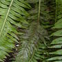The fishbone fern from Australia.(A rare fern in the U.K) (Blechnum nudum)