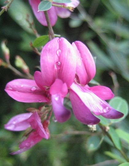 Bush clover (hagi)