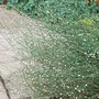 Polygonum_scoparium