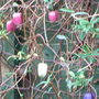 Billardiera longiflora (Billardiera longiflora)