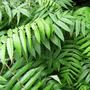 Rhus (Rhus)