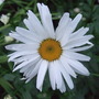 Leucanthemum x superbum (Shasta daisy)
