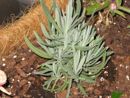 IMG_0170.jpg (Lavandula angustifolia (Lavender))