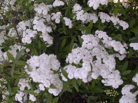 DSCN5087.jpg (Spiraea alba (Broadleaf White Spirea))