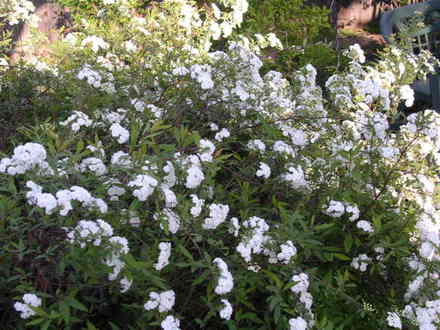 DSCN5089.jpg (Spiraea alba (Broadleaf White Spirea))