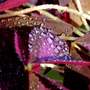 Butterfly_plant1