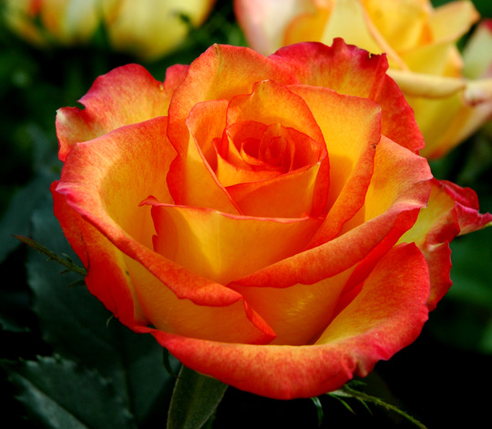 Neighbour asked if I would take a pic of her roses