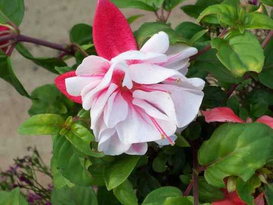 A garden flower photo