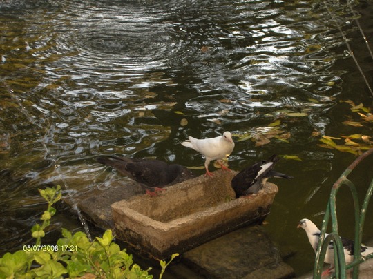 San Anton gardens malta