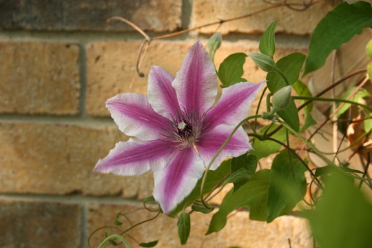 A garden flower photo