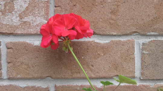 A garden flower photo