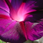 Yard062708_026
