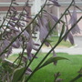 Img_1683