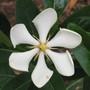 Vietnamese_gardenia