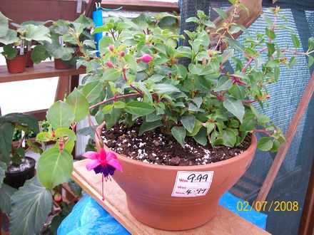 Un-named Fuchsia (Fuchsia)