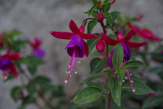 A garden flower photo