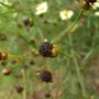 Rimg0036