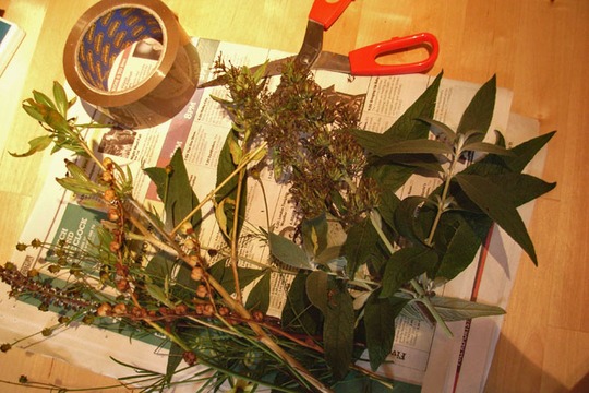 seed collecting tools