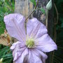 Clematis__hanagurama_