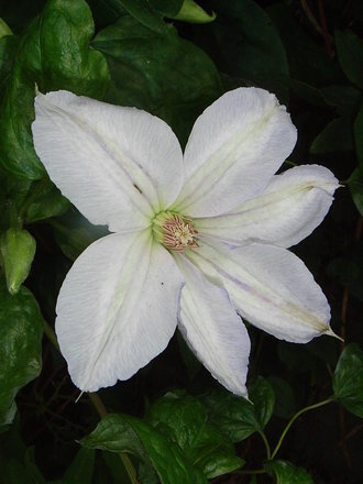 Clematis jackmanii 'Alba' (Clematis jackmanii 'Alba')