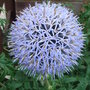 Echinops_ritro