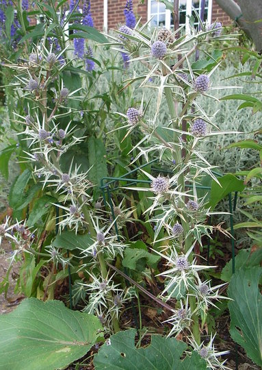 Eryngium variifolium (Eryngium variifolium)