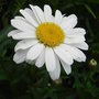 Leucanthemum 'Little Miss Muffet'