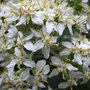 Olearia