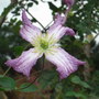 Clematis_viticella__minuet_