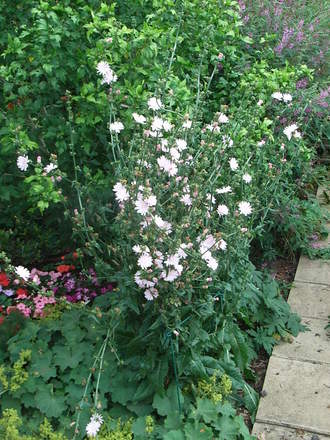 Cichorium intybus 'Roseum' (Cichorium intybus)