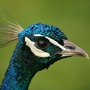Peacock_head