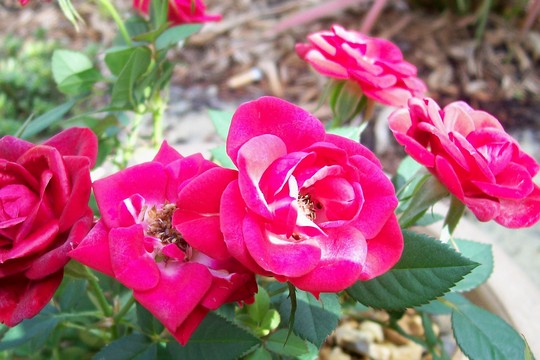 new patio rose (Rosa)