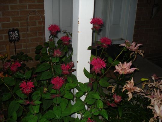 A garden flower photo